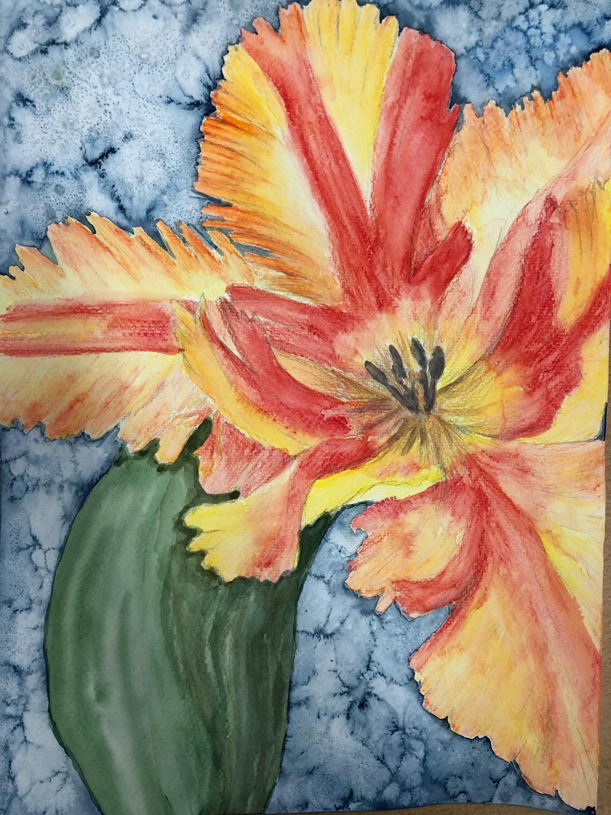 Aquarell einer rot-gelben Tulpe vor blauem Hintergrund von Olha Chiharivska, 15 Jahre