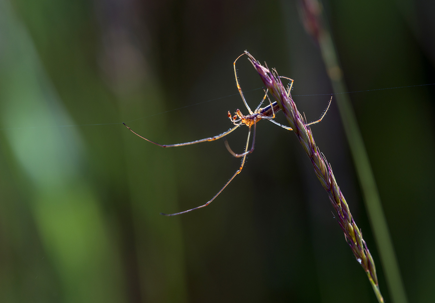 Makrofotografie von Horst Oppermann, Bild 3